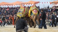 ALİ AYDINLIOĞLU - Deve Güreşlerinde İzleyiciler De Güreşti