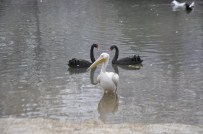 KUĞULU PARK - Yiyecek Bulamayan Pelikan Kuğulu Park'a Bırakıldı