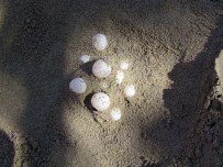 2015 Yılında Türkiye Sahillerinde 391 Bin 152 Yavru Deniz Kaplumbağası Suyla Buluştu