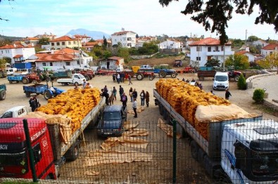 Büyükşehir'den Çiftçilere Patates Tohumu Desteği