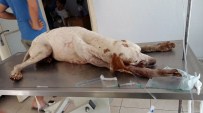 TARIM İLACI - Marmaris'te Köpek Zehirlenmeleri Hayvanseverleri Sokağa Döktü