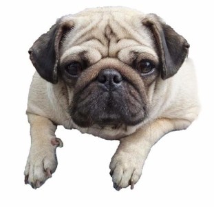 Ormanda Köpek Mezarı Yeni Tartışma Başlattı