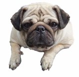 Ormanda Köpek Mezarı Yeni Tartışma Başlattı