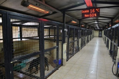Sokak Köpeklerine 5 Yıldızlı Hizmet