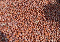 Türkiye Fındık İhracatına Hızlı Girdi