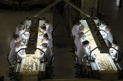 Fındık İhracat Gelirinde Tüm Zamanların Rekoru Kırıldı