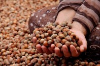 Fındık İhracatı Yüzde 22 Oranında Arttı