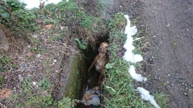 Kuyuya Düşen Köpek Operasyonla Kurtarıldı