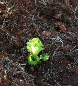 MTSO'nun Girişimi Gübrede KDV'yi Yüzde 1'E Düşürdü