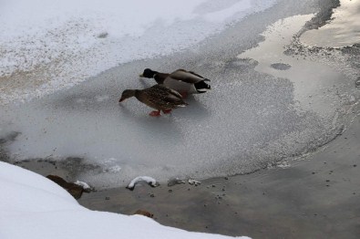 Yabani Hayvanlar Unutulmadı