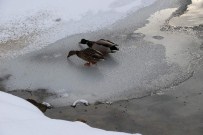 YABANİ HAYVANLAR - Yabani Hayvanlar Unutulmadı
