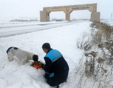 Büyükşehir, Yaban Hayatını Koruyor