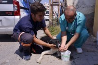 GIDA DENETİMİ - Maltepe Belediyesi 9 Bin Hayvanı Sağlığına Kavuşturdu