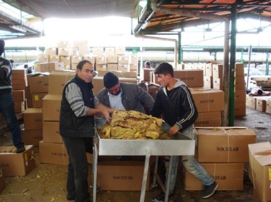 Sarıgöl'de Tütün Alımlarına Başlandı