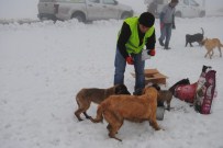 YAVRU KÖPEKLER - Yavru Köpekler Donmaktan Kurtarıldı