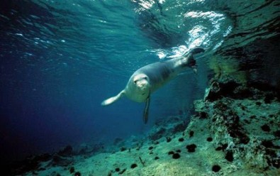 Akdeniz Foklarının Yaşam Alanı Tehlikede