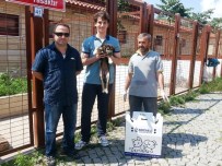 SOKAK HAYVANI - Büyükşehir'den Sokak Hayvanlarına Bakım
