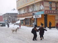 SOKAK KÖPEKLERİ - Malazgirt'te Başıboş Köpek Sorunu