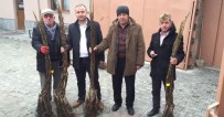 Taşköprü Ve Abana'da Ceviz Fidanı Dağıtıldı