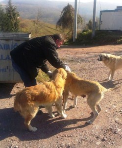 Zabıta Ekipleri Sahipsiz Hayvanları Sahip Çıkıyorlar