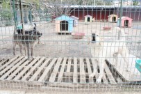 YABANİ HAYVANLAR - Hatay Büyükşehir Belediyesi, Sahipsiz Ve Bakıma Muhtaç Hayvanlara Sahip Çıkıyor