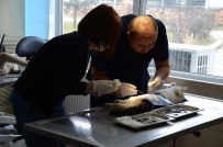 Hayvansever Belediye