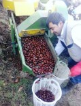 Kestane Üreticisini Hem Hastalık, Hem De İhracat Vurdu