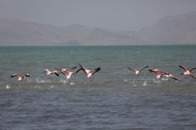 Flamingolar Van'ı Sevdi