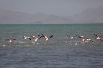 YÜZÜNCÜ YıL ÜNIVERSITESI - Flamingolar Van'ı Sevdi