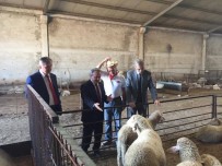 ZEKERIYA SARıKOCA - Küçükbaş Hayvan İşletmelerinde İnceleme