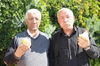 DEVLET MEMURLARı - Niğde'de Elma Hasadı Başladı