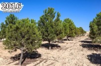 BEYLERBEYI - Şehitkamil'in Fidanları Ağaç Oldu