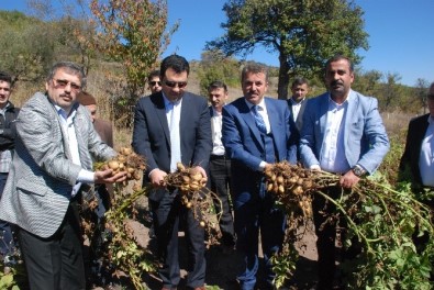 Türkiye'nin İlk 'Beyaz Patates' Hasadı Yapıldı