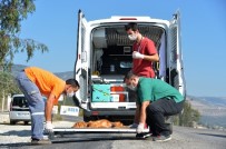 Büyükşehir Belediyesi'nden 'Hayvan Ambulansı' Hizmeti