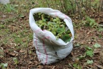 BİTKİSEL ÜRÜNLER - Fındık Bahçelerinde İkili Tarım Dönemi Başlıyor