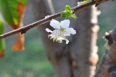 Gaziantep'te Kiraz Ağacı Çiçek Açtı