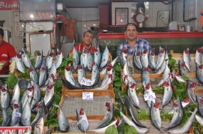 Palamut azaldı fiyatı arttı