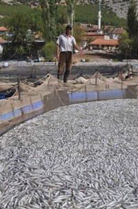 1.5 milyon balık telef oldu