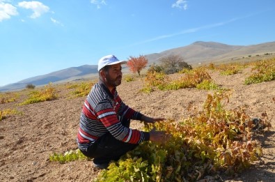 Darende'de Üzüm Yetiştiriciliği Yok Olmak Üzere