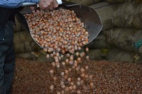 Fındık Fiyatı Düştü, Üretici 'Elde Tutma' Kararı Aldı