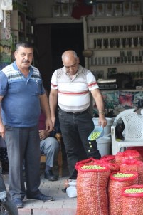 Kilis'te Sofralık Yeşil Zeytin Piyasada