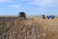 Ağrı'da Yağlık Ayçiçeği Hasadı Başladı