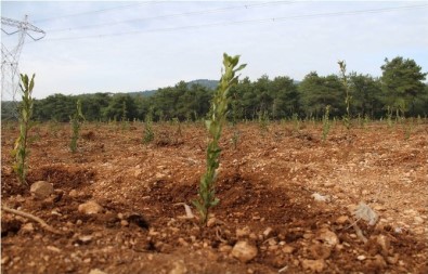 Atıl Durumdaki Bozuk Ormanlar Orman Köylüsüne Gelir Kapısı Oluyor