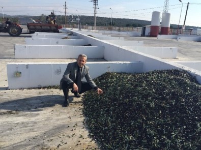 Ayvalık'ta Tariş Zeytin Rekolte Beyannamelerinde Son Başvuru 1 Kasım