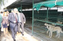 Başkan Ergün Akhisar'da Yapımı Süren Hayvan Barınağını İnceledi