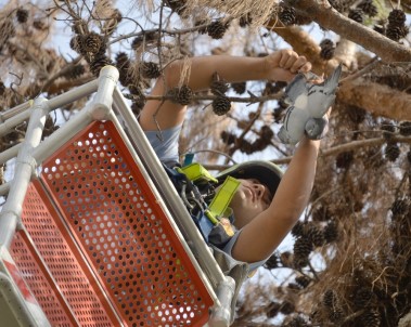 Bu Da Güvercin Kurtarma Operasyonu