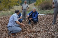 MAHMUT YıLMAZ - Sedir Tohumları Toprakla Buluşmaya Hazırlanıyor