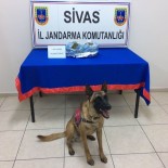 Sivas'ta 1 Kilo 930 Gram Esrar Yakalandı