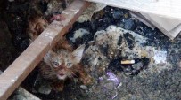 YAVRU KEDİ - Vatandaşların Kedi Kurtarma Operasyonu