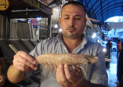 Dev Karides Görenleri Şaşırtıyor